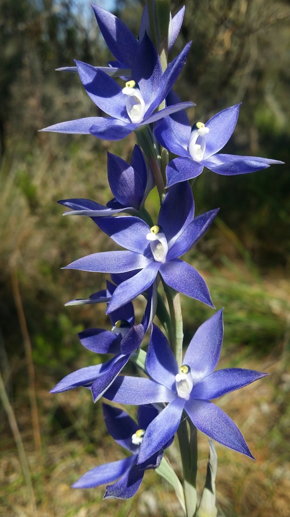Thelymitra graminea