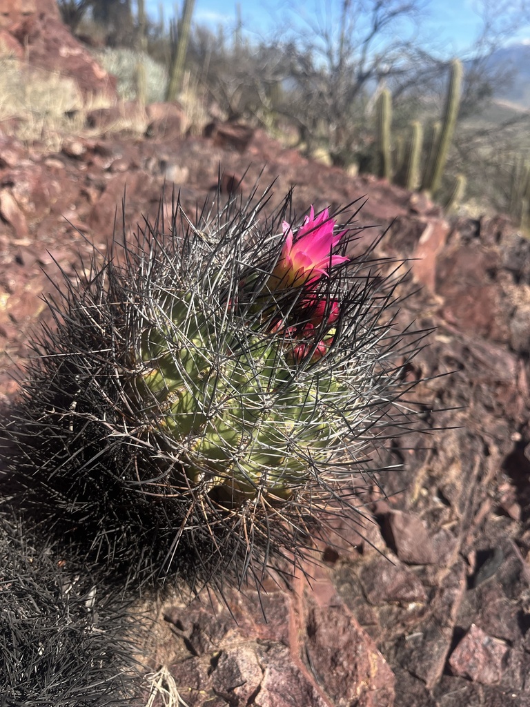 Eriosyce coimasensis, Chile