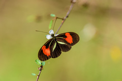 Heliconius erato phyllis