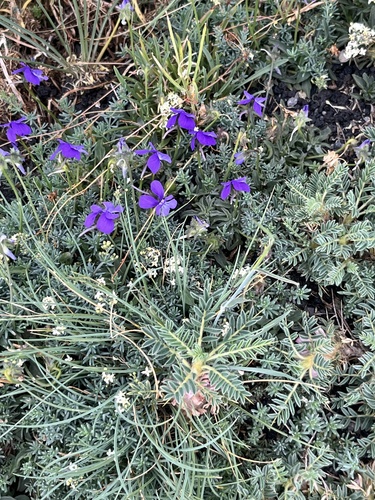 Etna Pansy (Viola aethnensis)