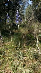 Shy Sun Orchid (Thelymitra graminea) · iNaturalist