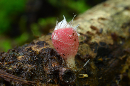Microstoma floccosum