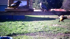 Coccothraustes vespertinus brooksi