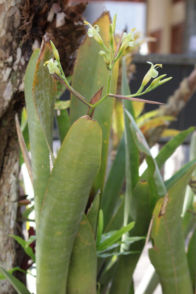 Billbergia tweedieana