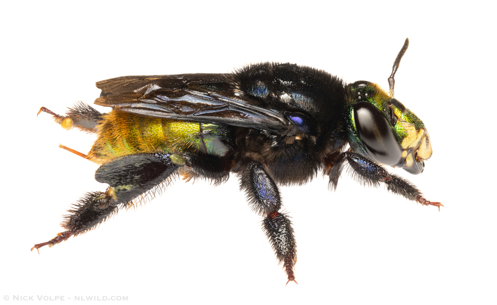Three-sectioned Orchid Bee from Paucartambo Province, Peru on July 28 ...