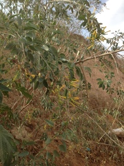 Nicotiana glauca