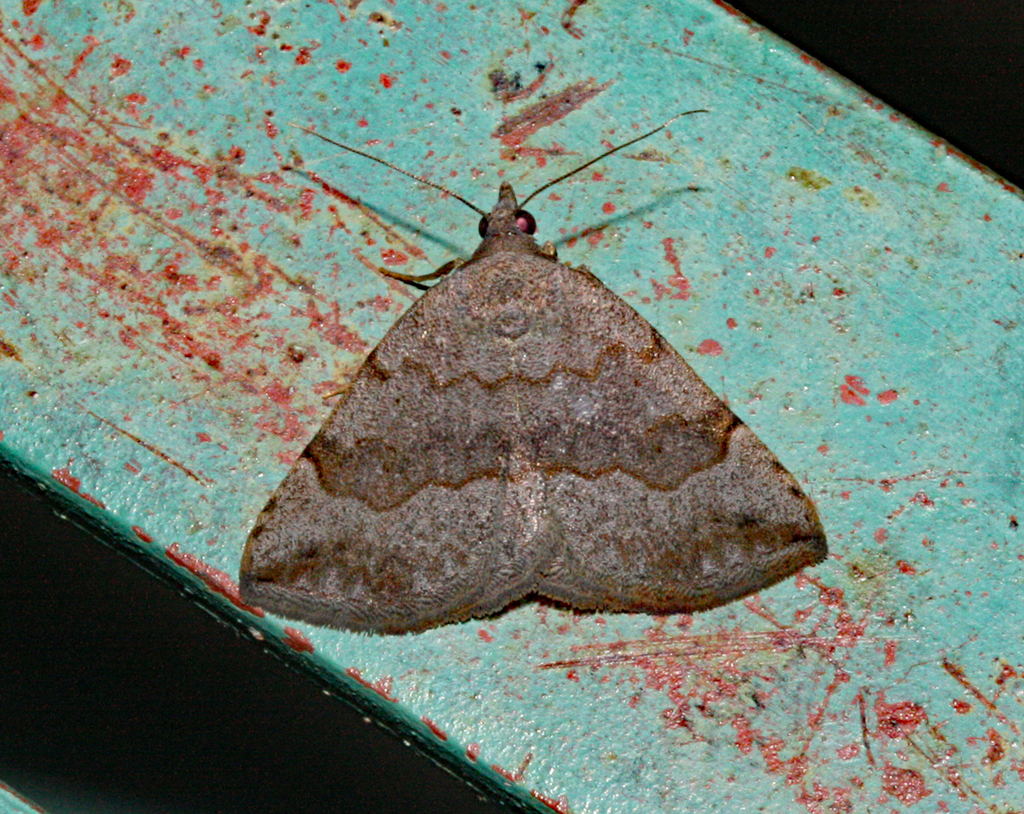 Wavy False-thorn