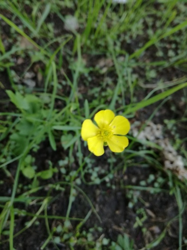 Japanese Buttercup (Ranunculus japonicus)