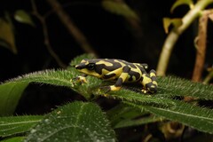 Clown Frog photo 5
