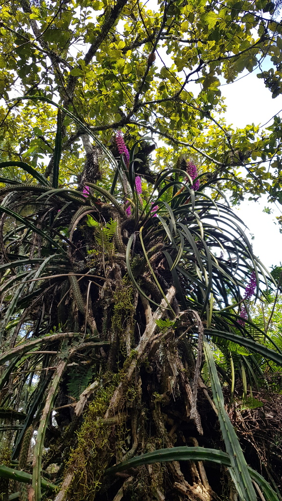 Arpophyllum spicatum