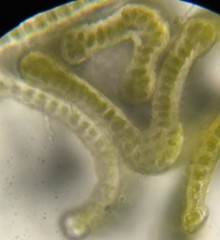 Grimmia trichophylla