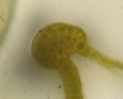 Grimmia trichophylla