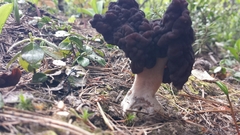 Gyromitra esculenta