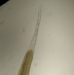 Grimmia trichophylla