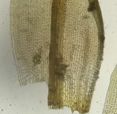 Grimmia trichophylla