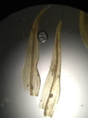 Grimmia trichophylla