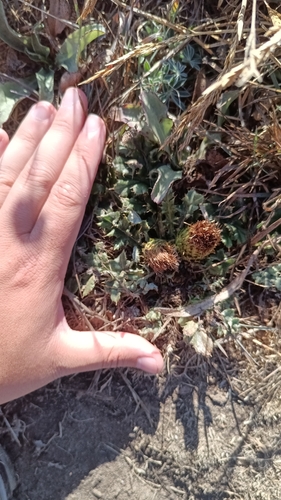 Alameda thistle (Cirsium quercetorum)