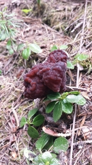 Gyromitra esculenta