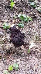 Gyromitra esculenta