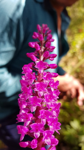 Arpophyllum spicatum, photograph 1