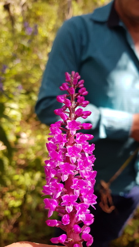 Arpophyllum spicatum, photograph 2