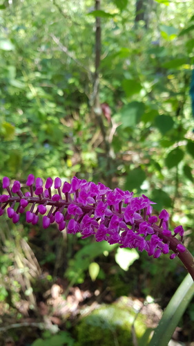 Arpophyllum spicatum, photograph 3