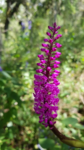 Arpophyllum spicatum, photograph 4