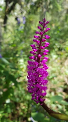 Arpophyllum spicatum