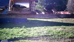 Coccothraustes vespertinus brooksi