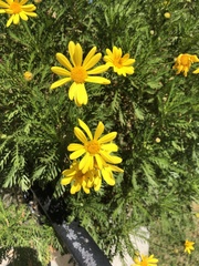 Euryops pectinatus