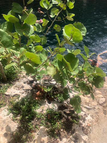 sea grape