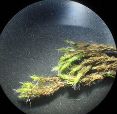 Grimmia trichophylla