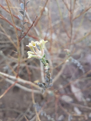 Diarthron lessertii
