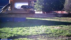 Coccothraustes vespertinus brooksi