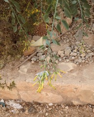 Nicotiana glauca