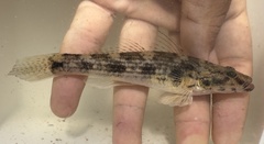 Coastal Tank Goby photo 3