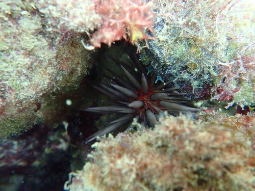 Photo of Reef urchin (Echinometra viridis)