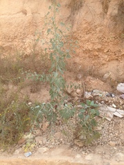 Nicotiana glauca