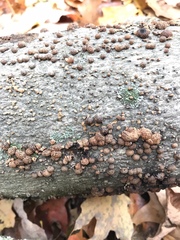 Cosmospora viridescens