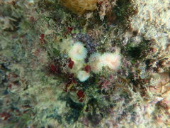 Ricordea florida