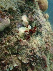Ricordea florida