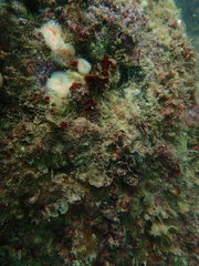 Ricordea florida