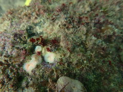 Ricordea florida
