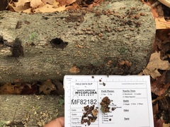 Cosmospora viridescens