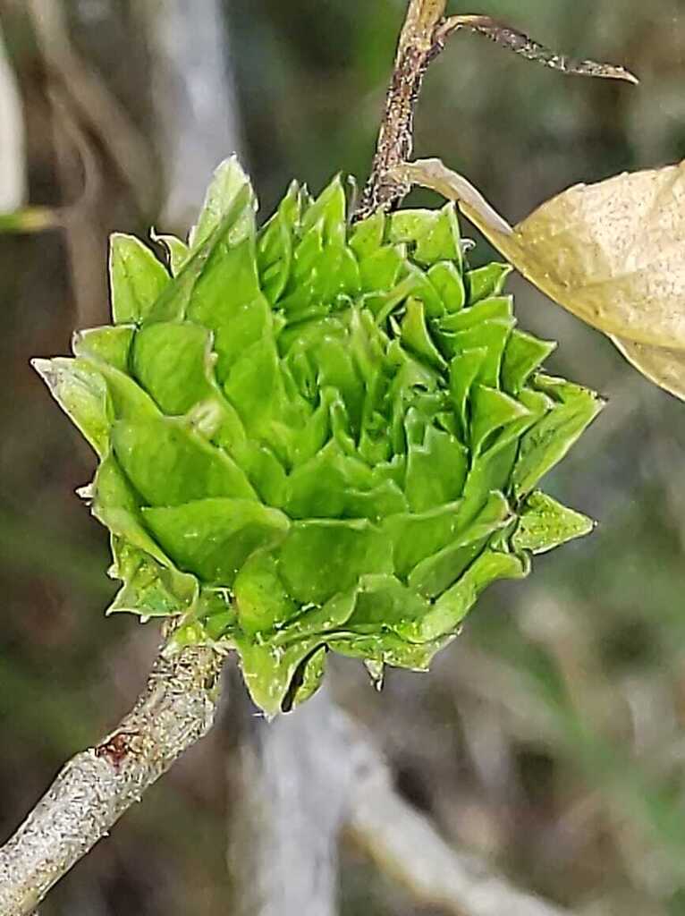 Baccharis latifolia, Andahuaylas, Perú