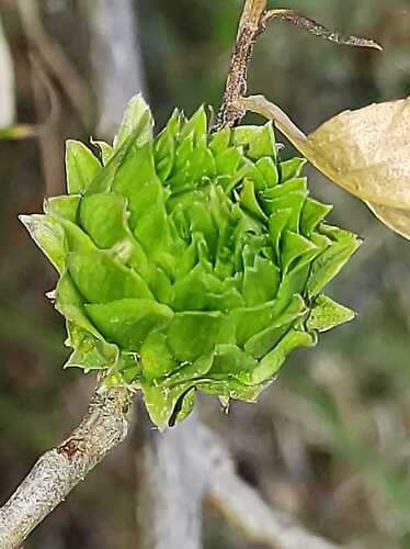 Baccharis latifolia