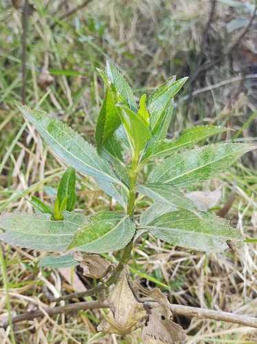 Baccharis latifolia