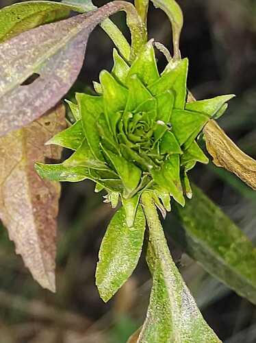 Baccharis latifolia
