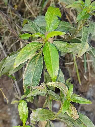 Baccharis latifolia