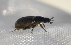 Melinopterus consputus